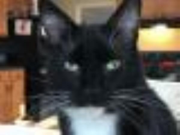为了阻止“猫鲍勃”回到堪萨斯州，法院申请了紧急禁令