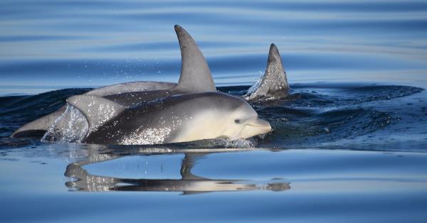 濒危的维多利亚海豚被发现含有“已知最高”的有毒化学物质