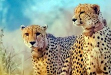 又有两只猎豹被放归库诺国家公园放养，数量上升到12只