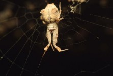 有奇怪进食行为的蜘蛛似乎会用有毒的消化液来杀死猎物