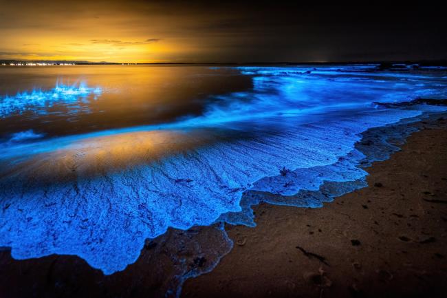Bioluminescence Beach