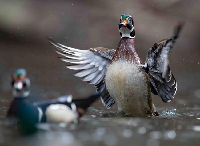 male wood duck flapping wings to court female duck