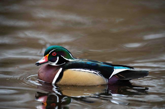 Profile shot of a male Wood duck floating in the pond, Bow Park, Victoria, BC Canada