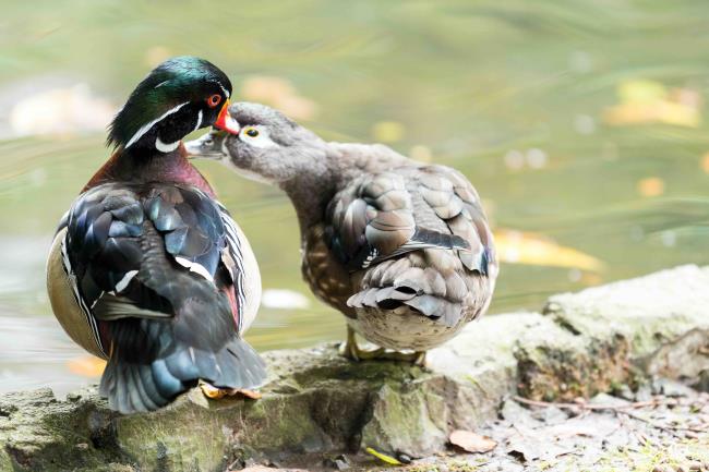 Mother Wood Duck with her son in a city pond