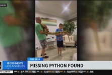 失踪的15英尺长的蟒蛇“大妈”被安全找到，并归还给了主人