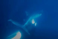 观看逆戟鲸撕开鲸鲨和盛宴它的肝脏在极其罕见的镜头
