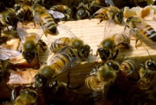城市养蜂项目旨在恢复华盛顿特区的蜂箱蜜蜂数量
