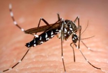 关于蚊子的17个事实