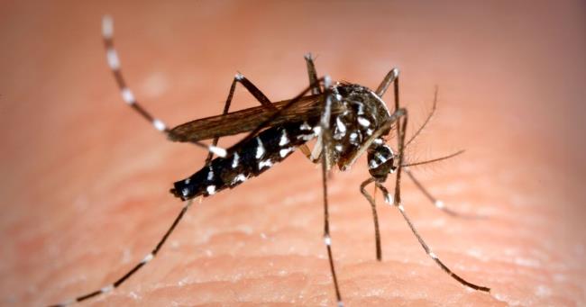 17-facts-a<em></em>bout-mosquitos
