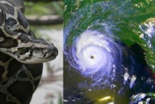 长期以来的一个误解是，飓风安德鲁引发了佛罗里达州的缅甸蟒蛇问题这是真的吗?
