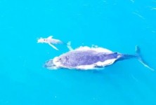 白鲸宝宝?澳大利亚海域拍摄到罕见的白色座头鲸幼崽