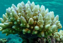 大规模白化事件阻止了大堡礁珊瑚的恢复