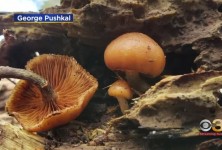 澳大利亚家庭午餐时食用野生蘑菇导致3人死亡;女子被调查